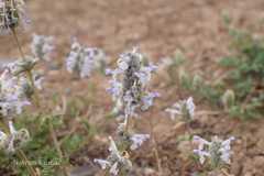 Nepeta discolor